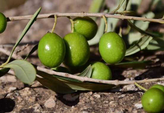 680×380-olive