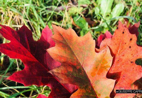 Albiate foglie quercia autunno 2019