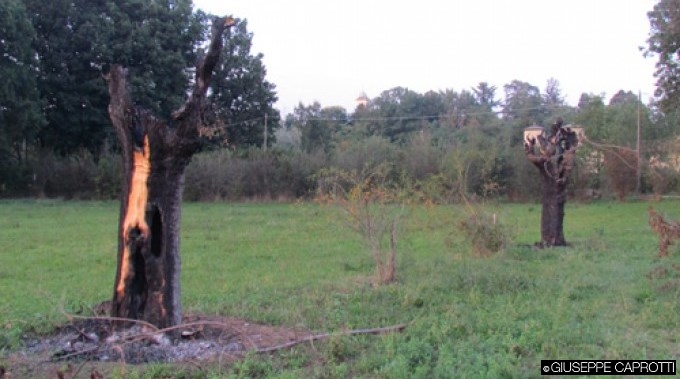 Albiate gelsi incendiati 2012 cover