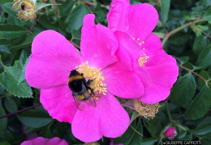 Albiate impollinatore