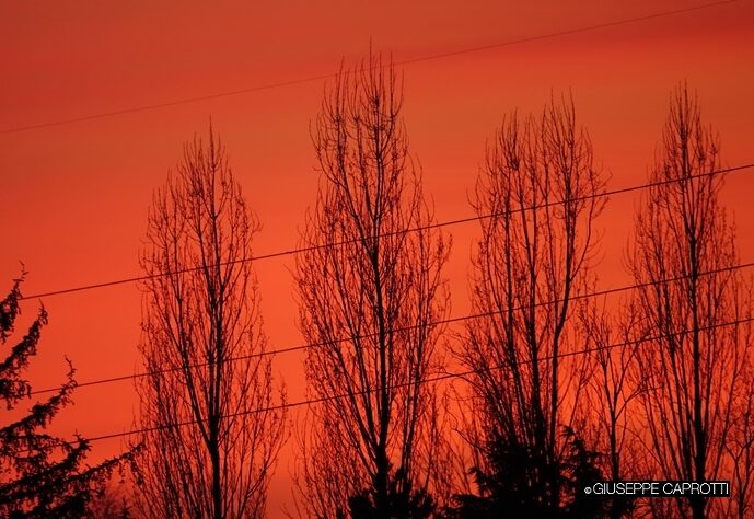 Albiate pioppi al tramonto 2019