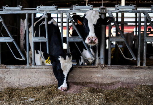 Dairy farmer Brent Pollard in Rockford