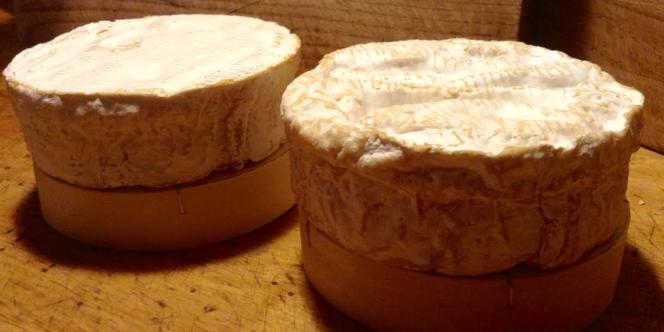 Camembert moche