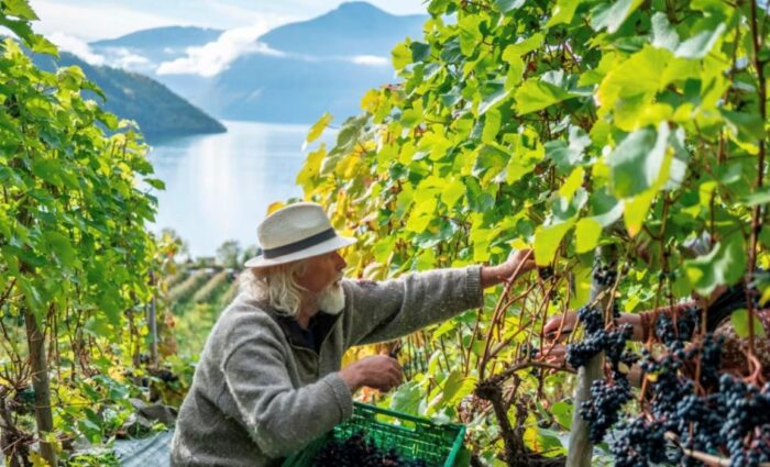 Danimarca vino cover