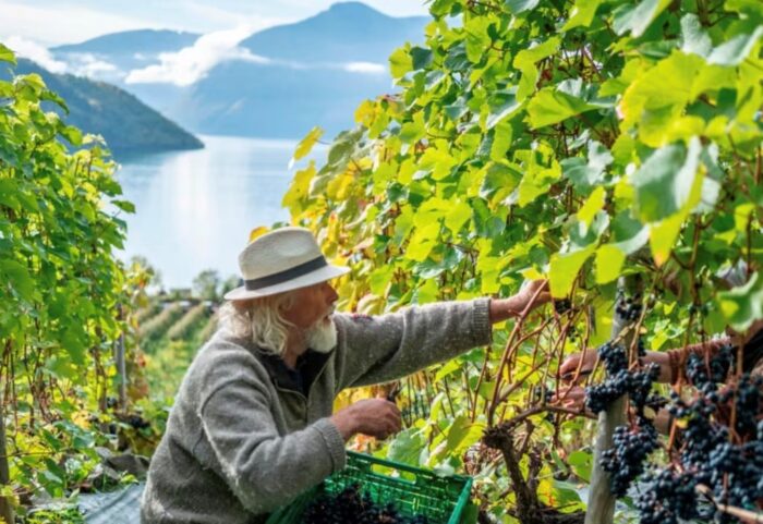 Danimarca vino cover