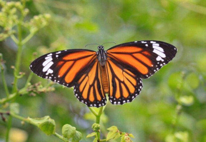 Farfalla monarca