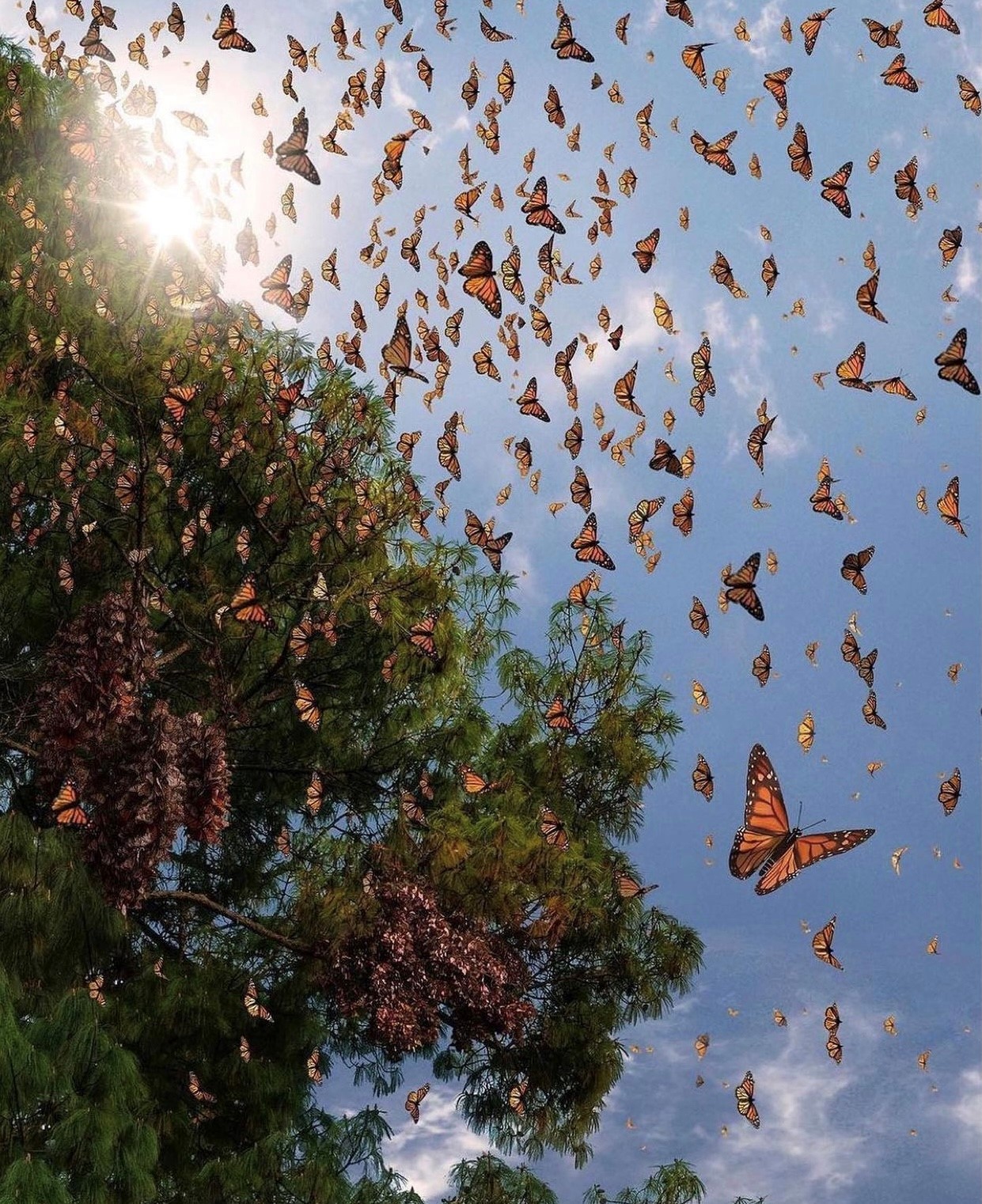 Бабочек легкая стая. Биосферный заповедник бабочки Монарх. Биосферный заповедник Марипоса-Монарка. Бабочки Мексика Мичоакан. Миграция бабочек монархов Мексика.