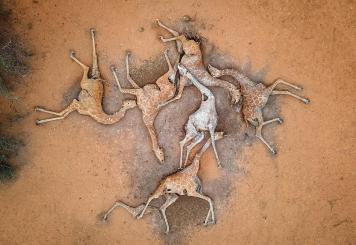 Giraffe morte per siccità Kenya dicembre 2021