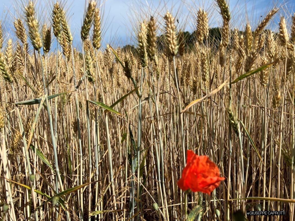 immagine1