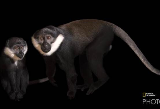 Joel Sartore_natgeophotoark.org-2