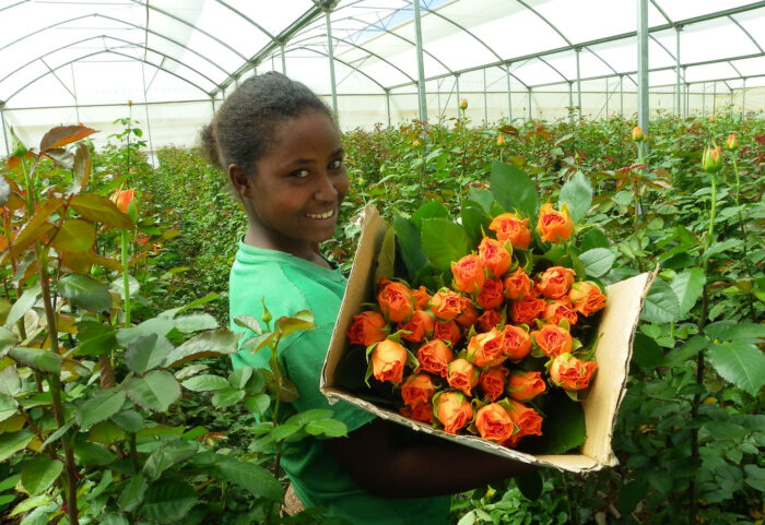 Kenya-Flower-LT