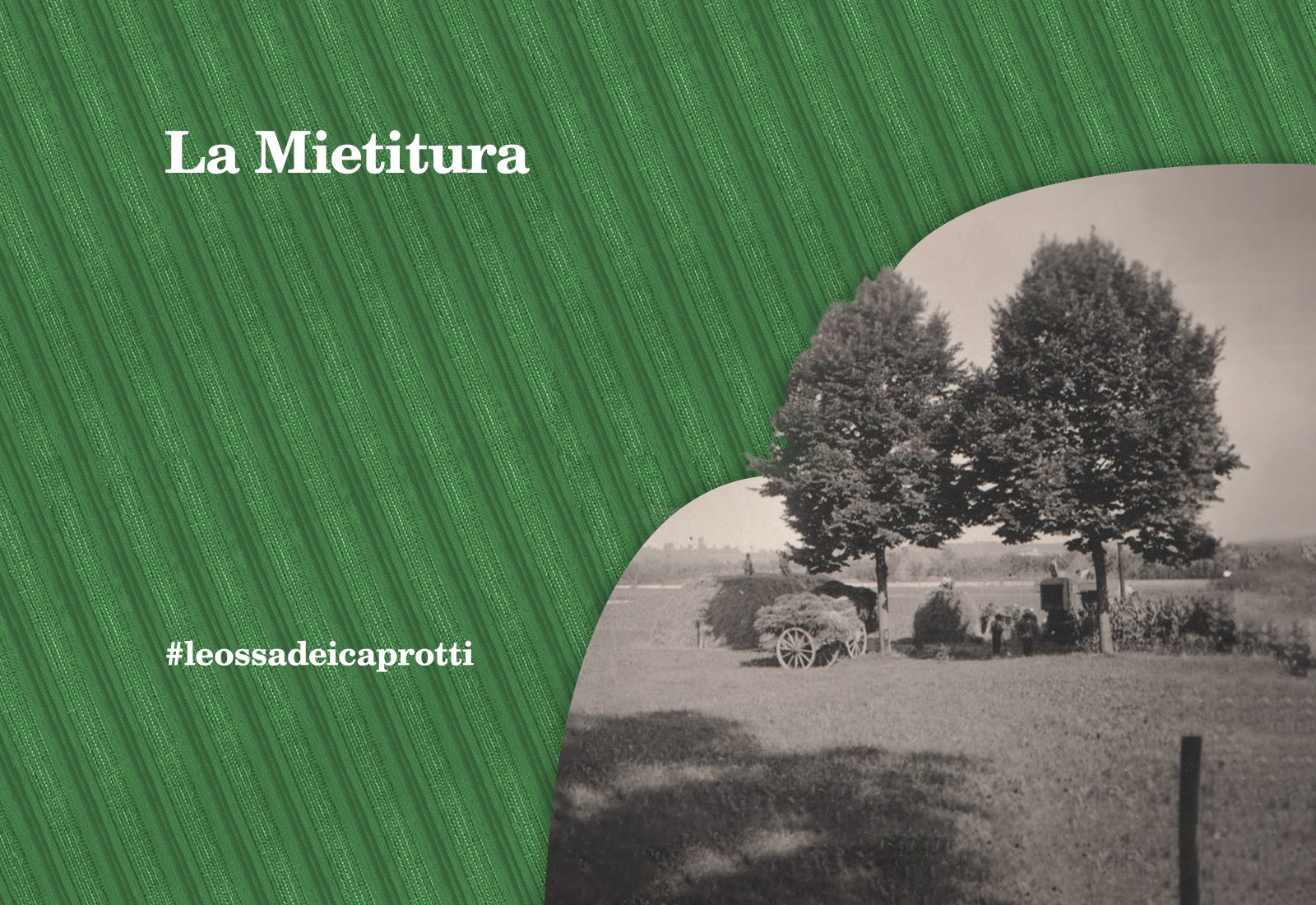 La Mietitura