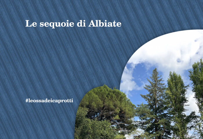 Le sequoie di Albiate