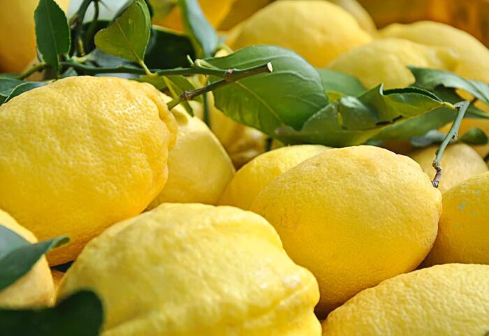 Limone sfusato amalfitano
