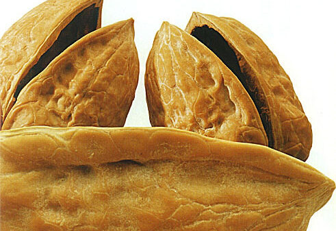 Nido o noci