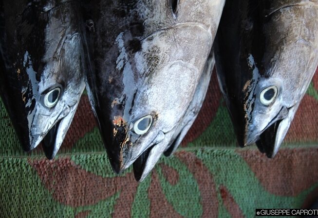 Oman il pesce 1