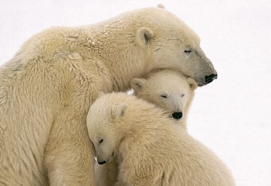 Orso polare cover 1