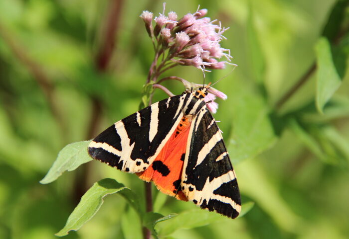 Écaille chinée ou Callimorphe – Euplagia quadripunctaria – Havré (Belgique)