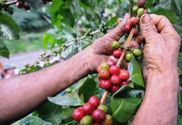 Pianta caffè