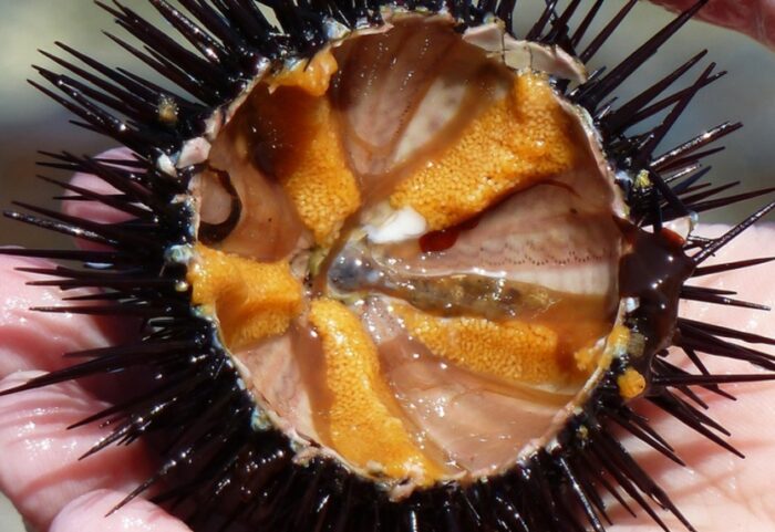 Riccio di mare crudo
