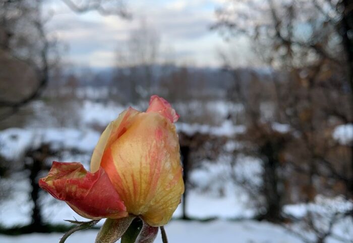 Rosa climate change 2020