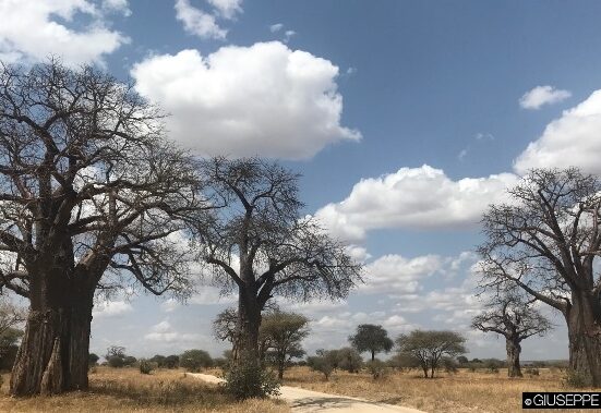 Tanzania i baobab a Tarengire