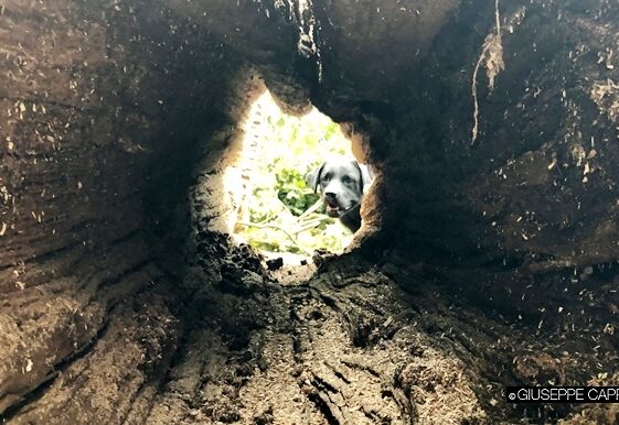 Tea in un albero caduto estate 2019