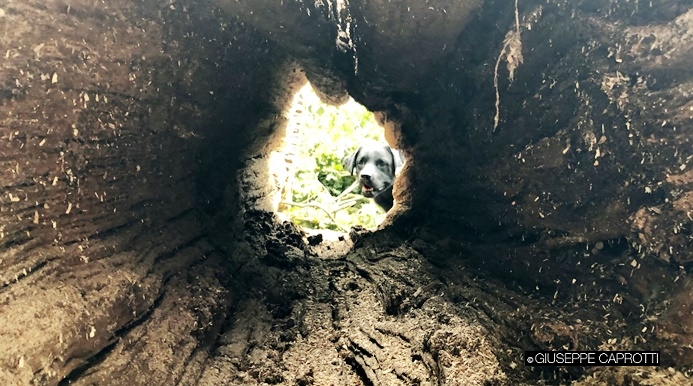 Tea in un albero caduto estate 2019