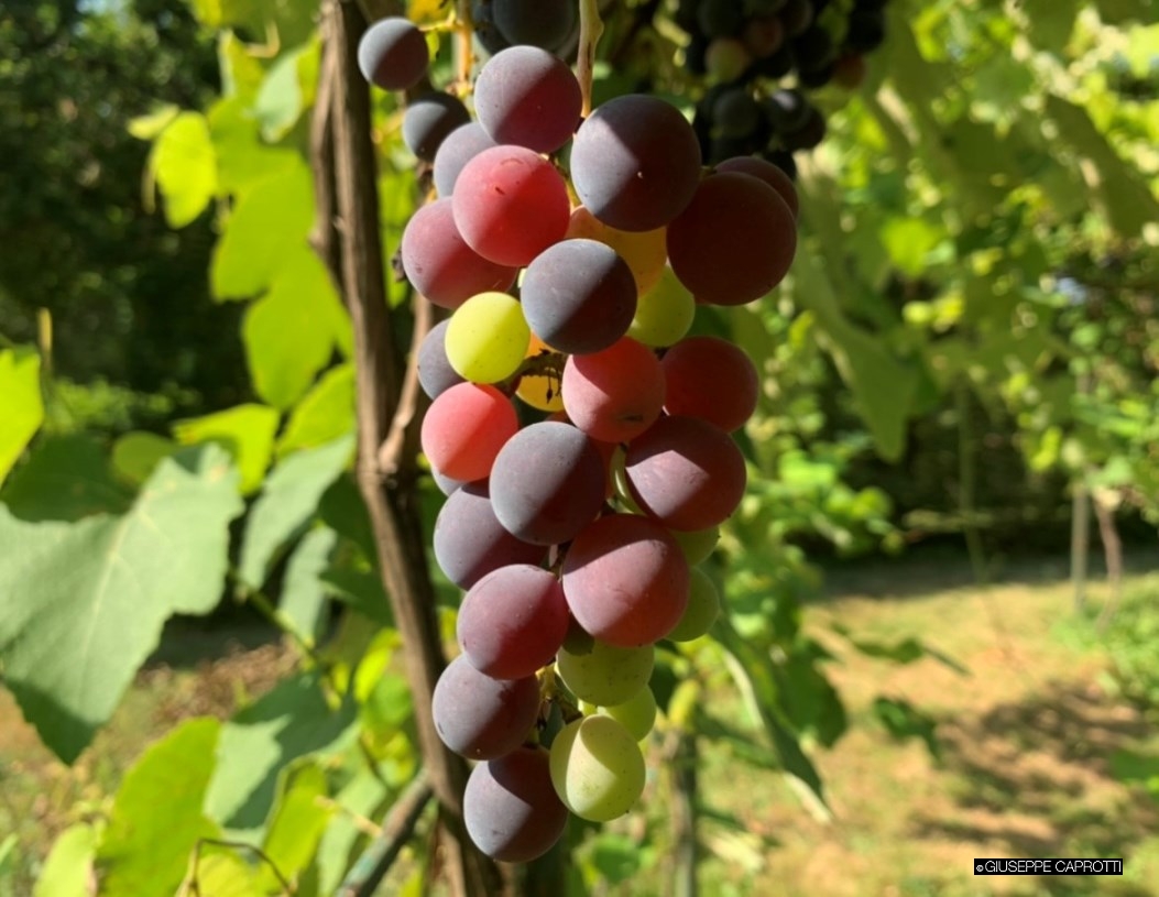 Uva Albiate