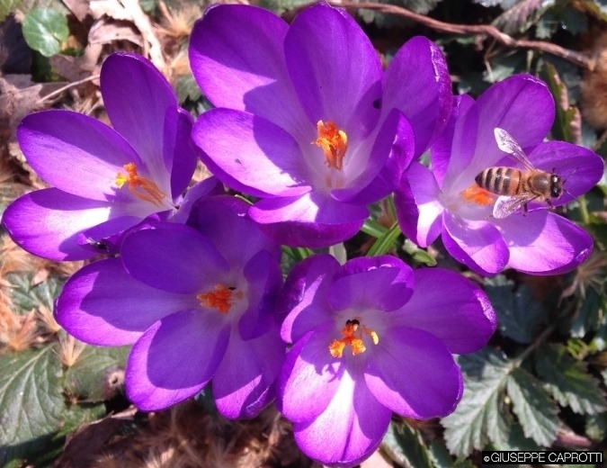 ape-su-crocus-1