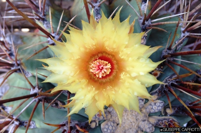 cactus cover 2