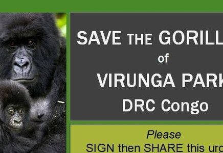 gorilla-virunga