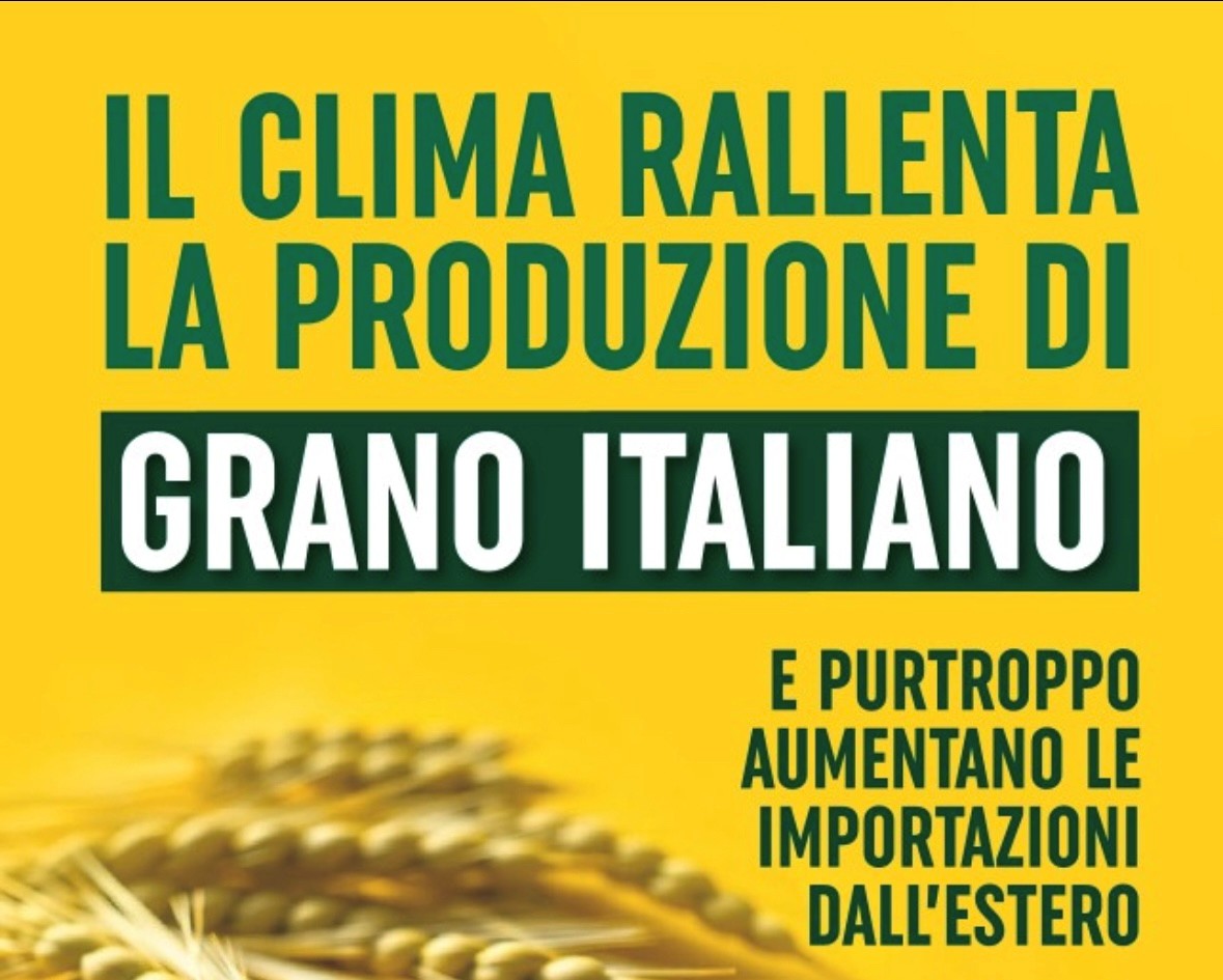 grano italiano luglio 2025