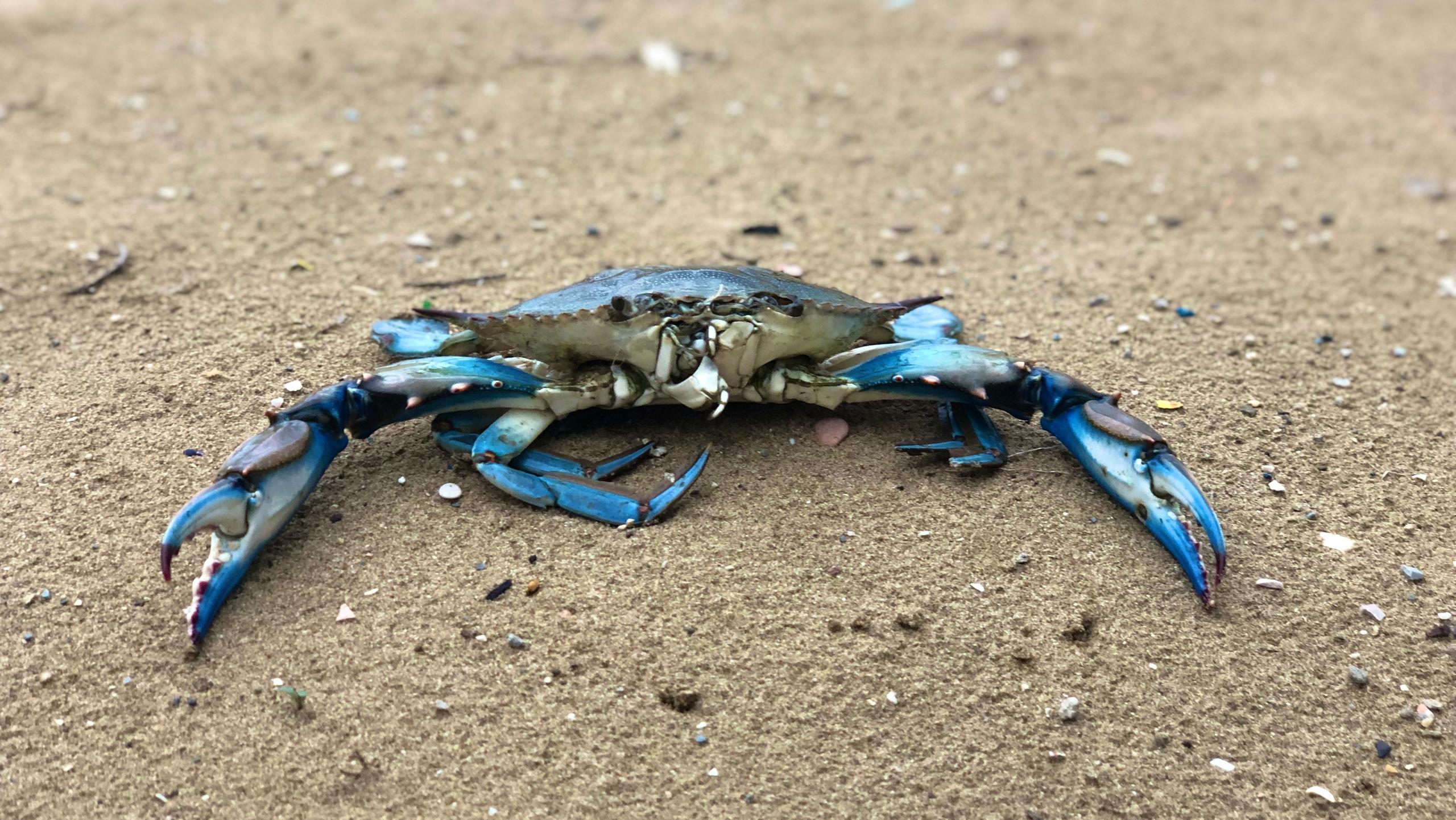 il-granchio-blu-non-e-una-specie-nativa-del-mediterraneo-o-dell-adriatico
