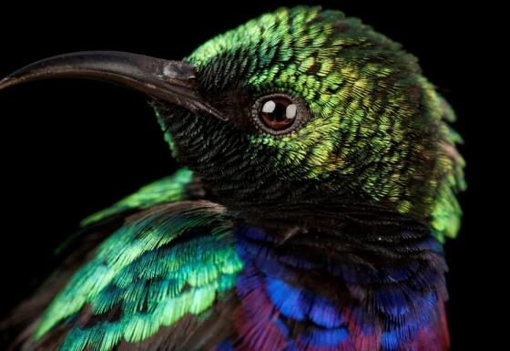 L’uccello, foto di Joel Sartore