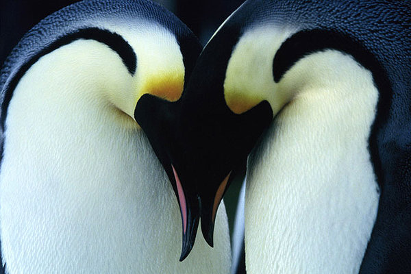 pinguini-cover
