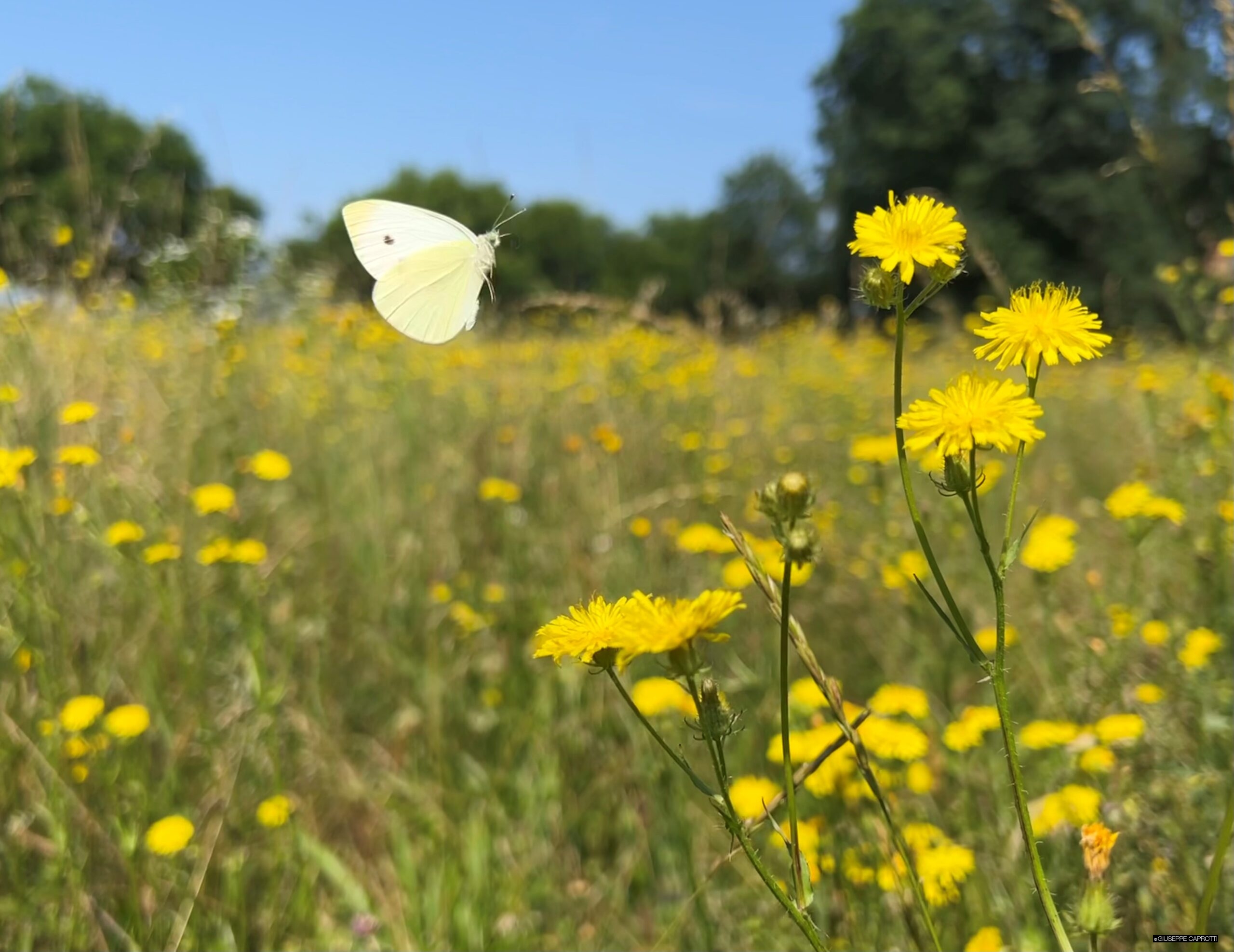 Albiate Prato fiorito con farfalla giugno 2023