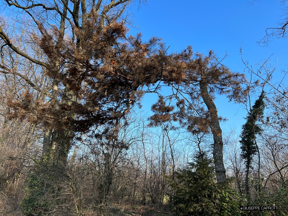 Albiate Siccità pino bruciato