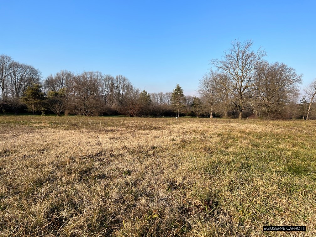 Albiate Siccità prato bruciato