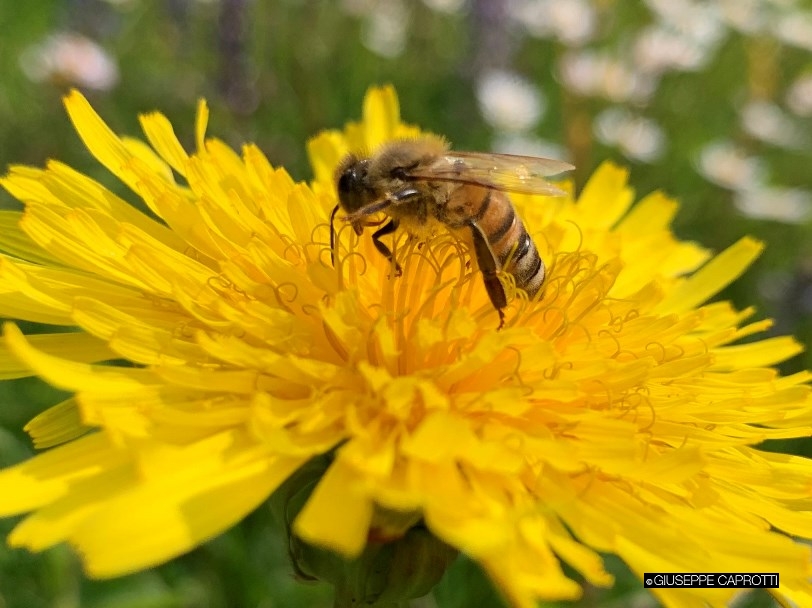 Albiate ape su tarassaco Aprile 2021