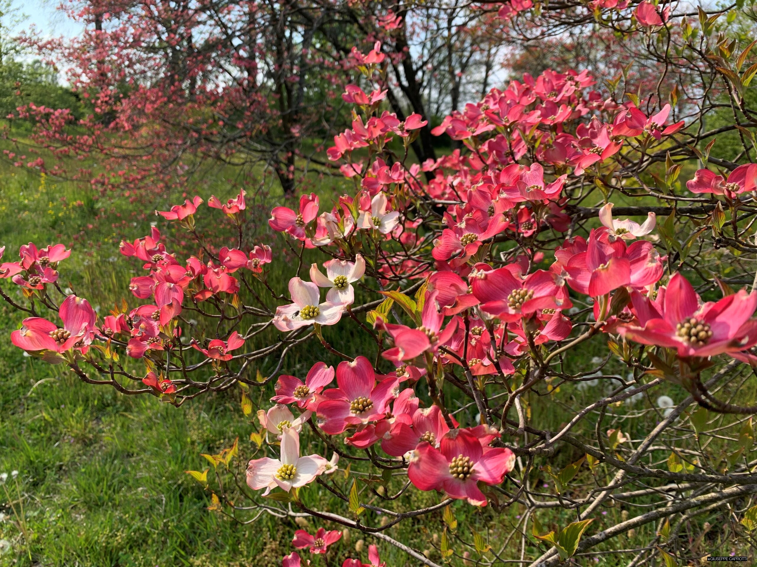 Albiate corniolo aprile 2021 1