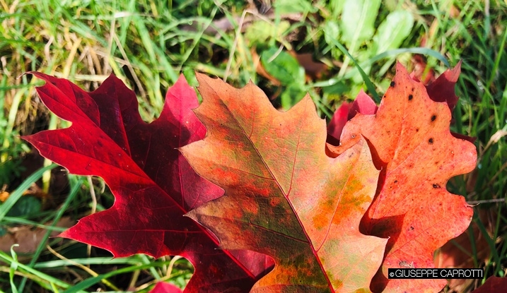 Albiate foglie quercia autunno 2019