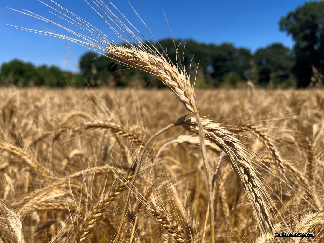 Albiate grano cover giugno 2023