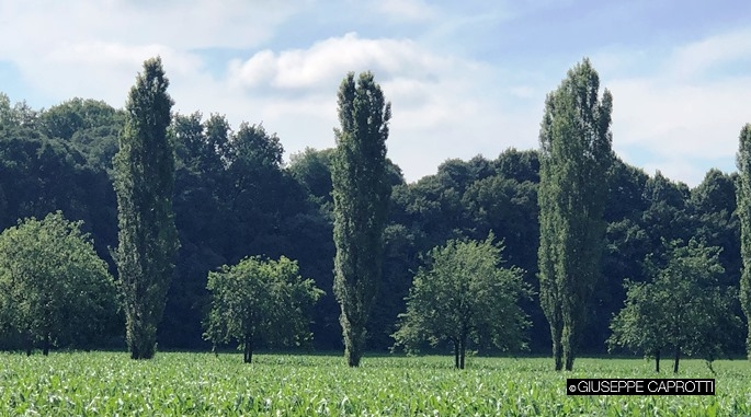 Albiate pioppi e gelsi 1 2020