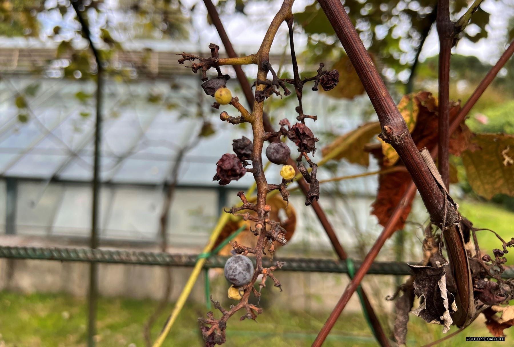 Albiate uva 16 ottobre 2023