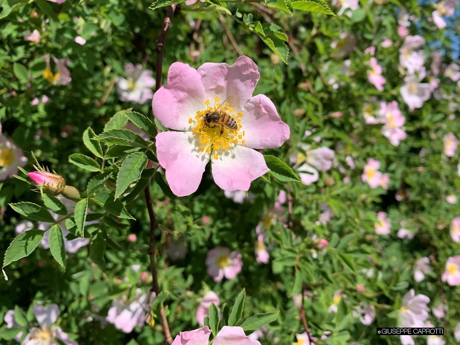 Ape Albiate maggio 2021