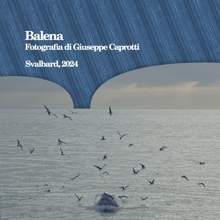 Balena - immagine di G. Caprotti