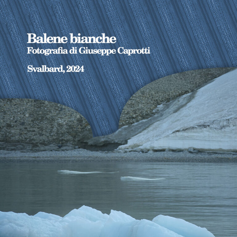 Balene bianche - immagine di G. Caprott