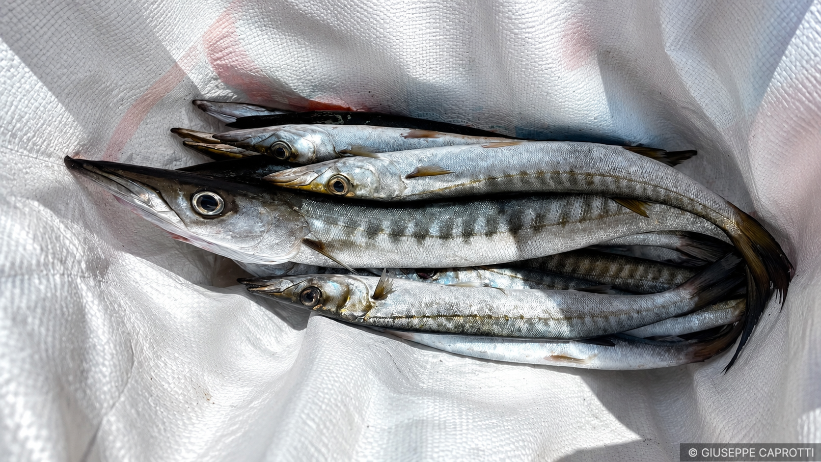 Barracuda Filicudi 2026