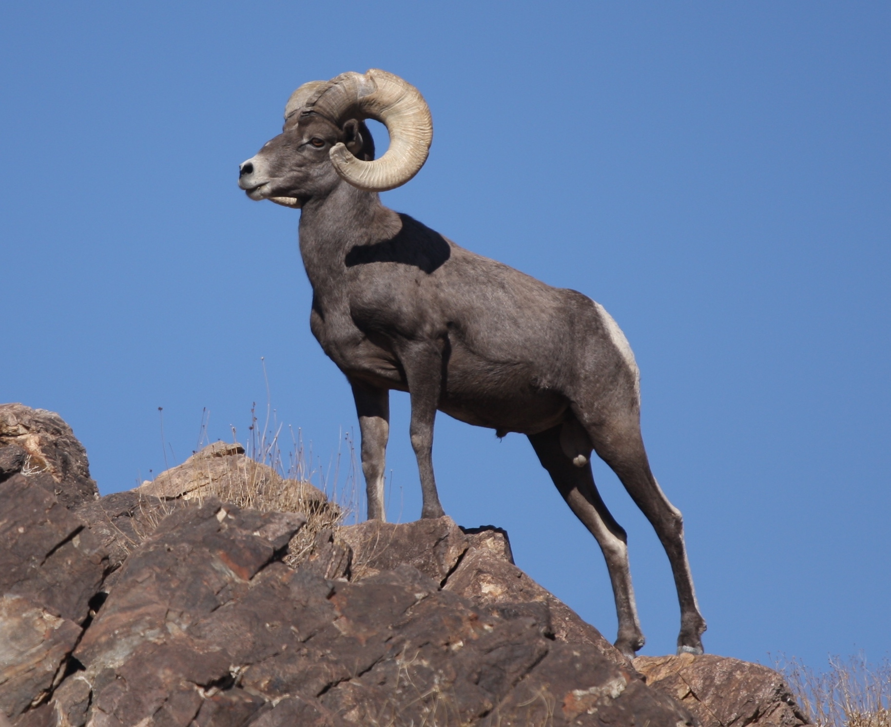 Bighorn_Sheep_Joshua_Tree_cropped
